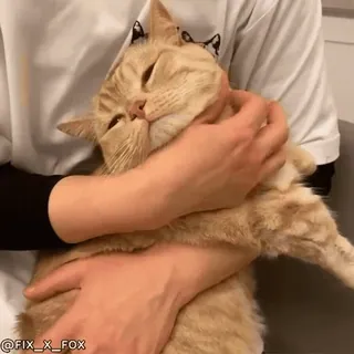🤗 967aae6d @FIX_X_FOX кот, домашнее животное, милый, животное, рыжий кот, домашняя кошка telegram sticker