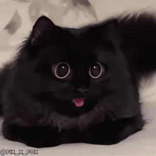 😍 a3877999 @FIX_X_FOX кот, черный кот, милый, животное, язык telegram sticker