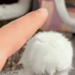 ❤️ a9dde26c @FIX_X_FOX кот, лапа, животное, белый, пушистый telegram sticker