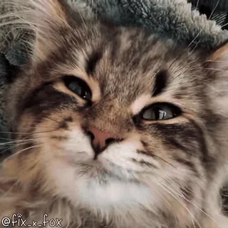 🤗 b5ad38bf @fix_x_fox кошка, котёнок, милый, домашнее животное, животное, домашний telegram sticker