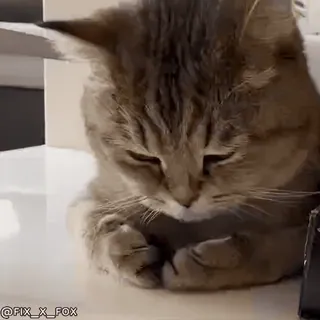 🫣 c416fd4a @FIX_X_FOX кот, животное, милый, питомец telegram sticker