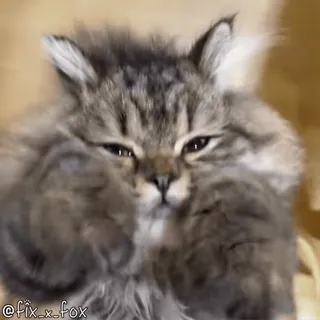 🥰 cec3f1e8 @fix_x_fox кот, котенок, милый, животное, питомец, пушистый telegram sticker