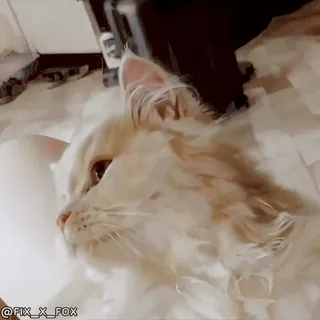 ❤️ cf3a7897 @FIX_X_FOX кошка, питомец, животное, котёнок telegram sticker