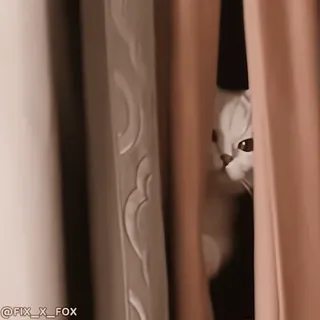 Cats @fix_x_fox telegram stickers