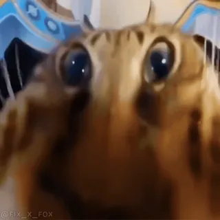 😋 d8162660 @FIX_X_FOX кот, смешно, мем, животное, питомец telegram sticker