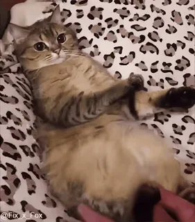 Cats @fix_x_fox telegram stickers