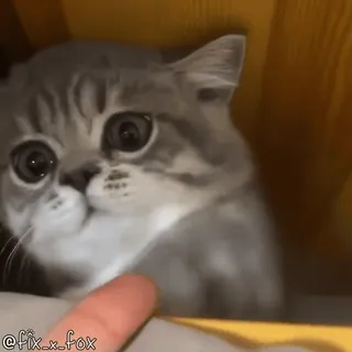 🤗 e9f21271 @fix_x_fox кошка, милый, животное, питомец, палец telegram sticker