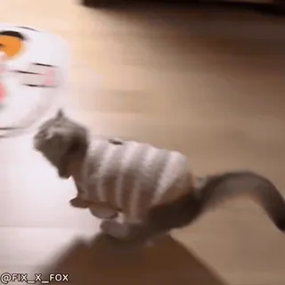 😀 edfbc2dc @FIX_X_FOX кот, котёнок, животное, питомец, свитер telegram sticker