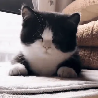 Cats @fix_x_fox telegram stickers