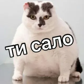 🐷 0fcb0f74 ти сало katze, aufkleber, humor, tier, ukrainisch, ти сало telegram sticker