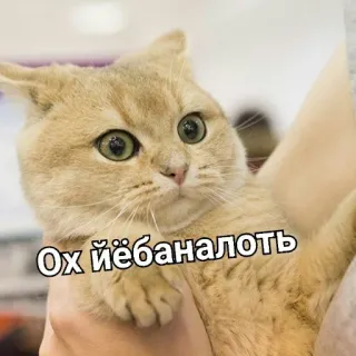 😱 1906123a Ох ёёбаналоть Katze, Meme, Russisch, Beleidigend telegram sticker