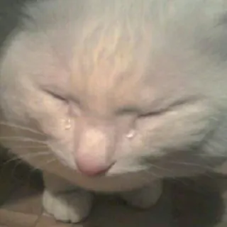 😢 43644465 Katze, weinen, traurig, Kätzchen, Tränen, emotional telegram sticker