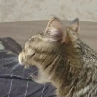 👹 6c85e1d7 Katze, Tier, Haustier, Haustier, Katzenartig, Säugetier telegram sticker