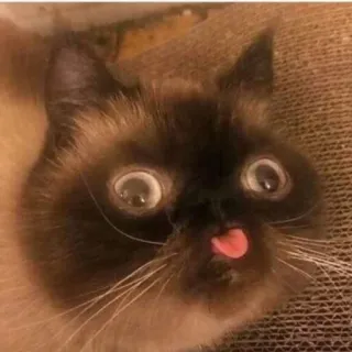 😛 a82f11bb Katze, Tier, Zunge, süß, lustig, Meme telegram sticker