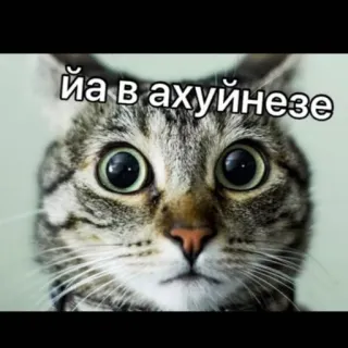 😳 c456e6a3 йа в ахуйнезе Katze, geschockt, lustig, Meme, Tier telegram sticker