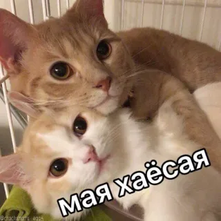 ☺️ f6b22fb3 Мая хаёсая katzen, tiere, süß, russisch, text telegram sticker