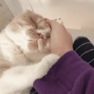 🐈 3cc37be4 แมว, สัตว์, สัตว์เลี้ยง, สัตว์บ้าน, น่ารัก, สัตว์เลี้ยงลูกด้วยนม telegram sticker