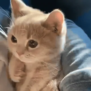 🐈 4371c7b4 แมว, ลูกแมว, น่ารัก, สัตว์, สัตว์เลี้ยง, แมว, แมวสีส้ม telegram sticker