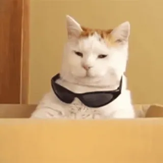 🐈 45197cc0 แมว, แว่นกันแดด, เท่, สัตว์เลี้ยง, สัตว์, กล่อง telegram sticker