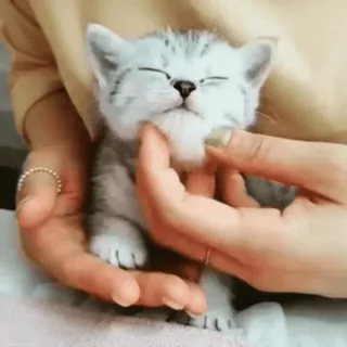 🐈 4b199acb ลูกแมว, แมว, สัตว์เลี้ยง, สัตว์, น่ารัก, มือ, สีเทา, สีเงิน telegram sticker
