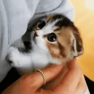 🐈 4c44a3a0 แมว, ลูกแมว, สัตว์, น่ารัก, สัตว์เลี้ยง, แมวบ้าน telegram sticker