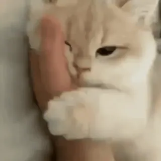 🐈 56f755ed แมว, สัตว์, สัตว์เลี้ยง, มือ, น่ารัก, แมวบ้าน telegram sticker
