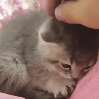 🐈 5e40a5c8 แมว, ลูกแมว, สัตว์เลี้ยง, สัตว์, น่ารัก, สัตว์บ้าน, แมวสีเทา telegram sticker