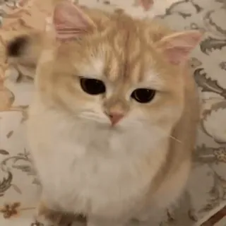 🐈 62007b6e แมว, น่ารัก, สัตว์, สัตว์เลี้ยง, แมวบ้าน, สัตว์ตระกูลแมว telegram sticker