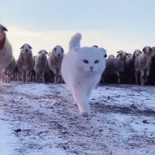 🐈 72b3bc19 แมว, แกะ, สัตว์, สีขาว, ฝูง telegram sticker