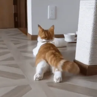 🐈 7aac0132 แมว, สัตว์, สัตว์เลี้ยง, สัตว์เลี้ยง, แมว, แมวส้ม telegram sticker