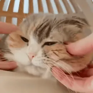 🐈 7edf7a5b แมว, สัตว์เลี้ยง, สัตว์, น่ารัก, เลี้ยงในบ้าน, แมวสามสี telegram sticker