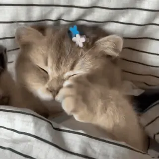 🐈 80878e7e แมว, ลูกแมว, นอนหลับ, น่ารัก, สัตว์, สัตว์เลี้ยง telegram sticker