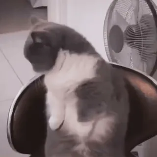 🐈 86d8d349 แมว, สัตว์, แมวบ้าน, สัตว์เลี้ยง, เก้าอี้ telegram sticker