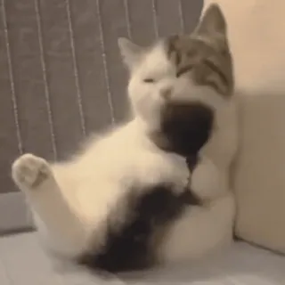 🐈 876287b2 แมว, ผ่อนคลาย, น่ารัก, สัตว์เลี้ยง, สัตว์ telegram sticker