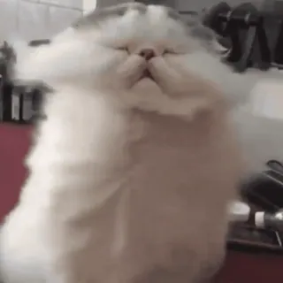 🐈 8e86f4d2 แมว, สัตว์, แมวบ้าน, ปุย, สัตว์เลี้ยง telegram sticker