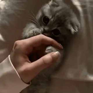 🐈 95f7cc4d แมว, ลูกแมว, สัตว์, น่ารัก, สัตว์เลี้ยง, แมวบ้าน, สัตว์ตระกูลแมว, แมวสีเทา telegram sticker