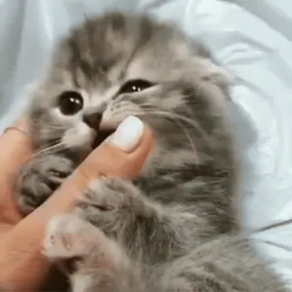 🐈 9b14b192 ลูกแมว, แมว, สัตว์, สัตว์เลี้ยง, น่ารัก, สัตว์เลี้ยงลูกด้วยนม, แมวสีเทา, แมวบ้าน telegram sticker