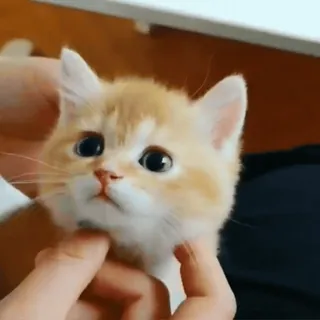 🐈 b40221be ลูกแมว, แมว, น่ารัก, สัตว์, สัตว์เลี้ยง, สัตว์บ้าน, สัตว์เลี้ยงลูกด้วยนม telegram sticker