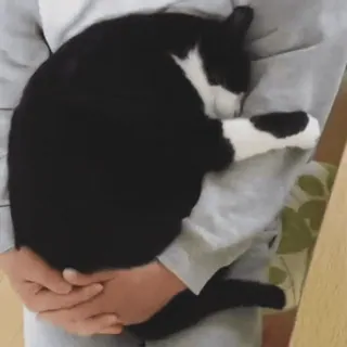 🐈 b9d2ed58 แมว, นอนหลับ, สัตว์, แมวทักซิโด้, น่ารัก, สัตว์เลี้ยง, สัตว์เลี้ยง telegram sticker