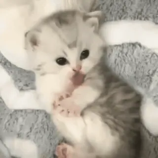 🐈 bb01da08 ลูกแมว, แมว, น่ารัก, สัตว์, สัตว์เลี้ยง, สัตว์ตระกูลแมว, แมวบ้าน, น่าเอ็นดู telegram sticker
