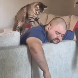 🐈 c2fbf9f0 แมว, ผู้ชาย, โซฟา, นอนหลับ, สัตว์เลี้ยง, สัตว์, นวด telegram sticker