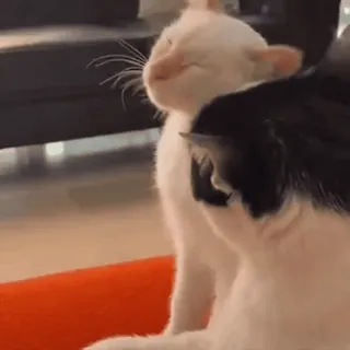 🐈 d7add67f แมว, ลูกแมว, สัตว์, สัตว์เลี้ยง, น่ารัก, แมวบ้าน, แมว telegram sticker