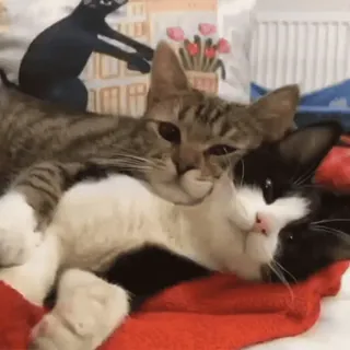 🐈 e4a841de แมว, น่ารัก, สัตว์, สัตว์เลี้ยง, สัตว์เลี้ยง, สัตว์ตระกูลแมว, มิตรภาพ telegram sticker