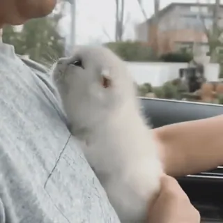 🐈 eab6416c แมว, ลูกแมว, สัตว์เลี้ยง, สัตว์, น่ารัก, ในบ้าน, เพื่อน telegram sticker