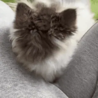 🐈 ef8d4da8 แมว, ปุย, สัตว์, สัตว์เลี้ยง, สัตว์เลี้ยงลูกด้วยนม telegram sticker