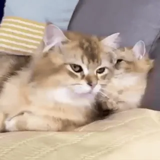 🐈 f5479dbf แมว, ลูกแมว, สัตว์เลี้ยง, สัตว์, น่ารัก, แมวบ้าน telegram sticker