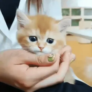 🐈 ffc8fc48 แมว, ลูกแมว, น่ารัก, สัตว์เลี้ยง, สัตว์, เล็ก, น่าเอ็นดู telegram sticker