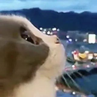 cats telegram stickers