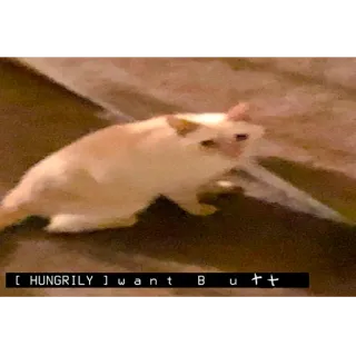 🍑 076acb55 [ HUNGRILY ] want Butt แมว, หิว, ก้น, มีม, สัตว์, ตลก whatsapp sticker