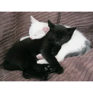 🫂 26818386 แมว, ลูกแมว, นอนหลับ, ดำ, ขาว, สัตว์ whatsapp sticker